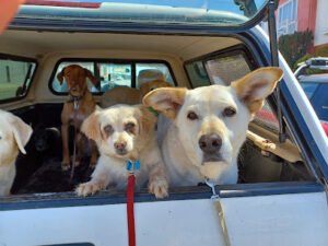 Sfsurfdogs