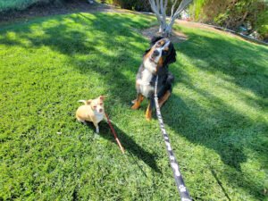 The Pet Care Crew