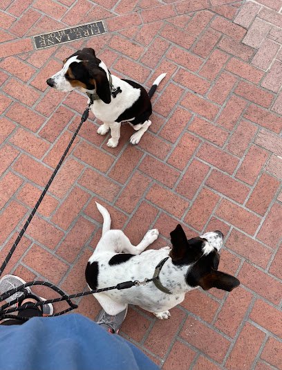 Pawlly Walks