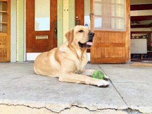 Rawhide and Catnip