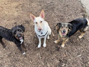 Prosh Pets Dog Walking and Cat Sitting