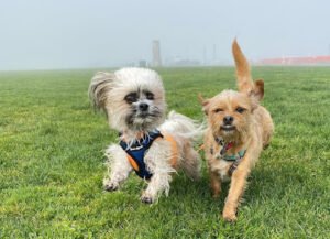Wags Paws & Heart