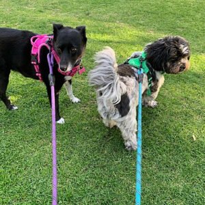 Fetch Pet Care West Los Angeles