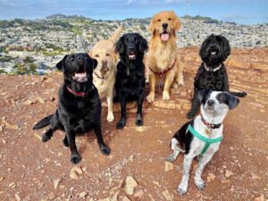 Bay Area Canine Club