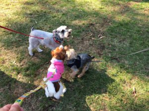 Colee’s Pet Care