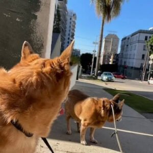 A Big Dog House