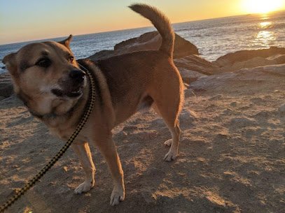 Woofs and Wags – Dog Walking and More
