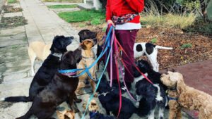 East Bay Dog Service