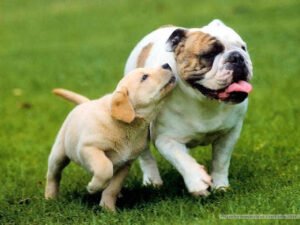 DT Pet Lovers – Dog Walking