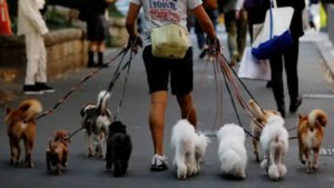 Dog walker and dog sitter