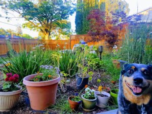 Los Gatos Dog Walker
