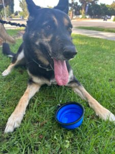 Fur-Priority, LLC Dog Walks and Petcare