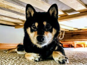 Dog Days PS