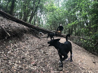 Berkeley Dog Walkers