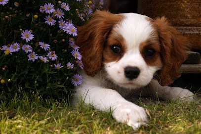 The Blue Leash