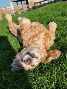 PlayTime Pet Sitters & Dog Walkers of Colorado Springs