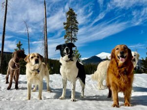 MountainDogCO.com