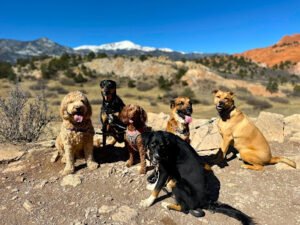 Adventure Pups LLC