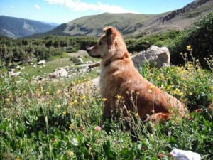 Front Range Pet Pals, LLC