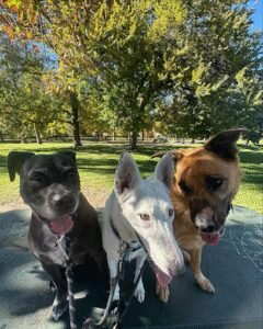Mile High Canine Pacers