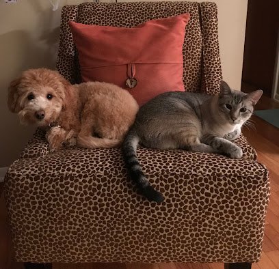 The adorable dog co.