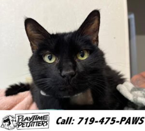 PlayTime Pet Sitters & Dog Walkers of Colorado Springs