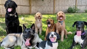 Waggin Good Time