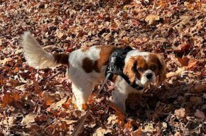 Animal Adventures and TLC, LLC