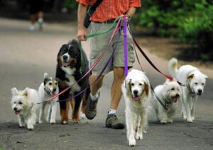 The Dogfather