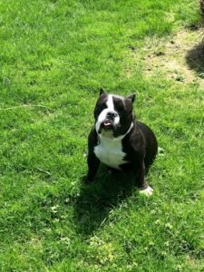 Your Pet’s Best Friend, LLC