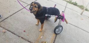 Dog Child, Dog Walking & Pet Care