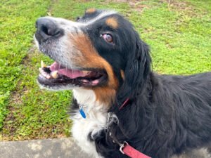 Grateful Companion Pet Care.