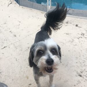 The Paw Walker