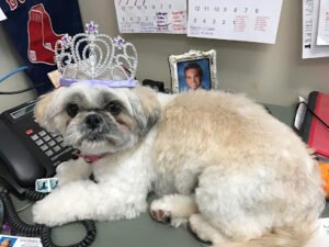 Wagging Tails, LLC