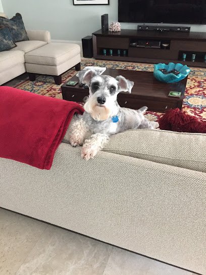 Pet Perfection Naples
