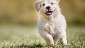 Pattering Paws Pet Sitting & Dog Walking