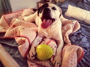 Serenity pet sitting and dog walking