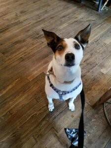 Dog Walker Atlanta