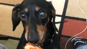 Live, Bark, Walk
