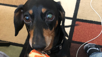 Live, Bark, Walk
