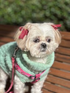 Buckhead Pet Pals
