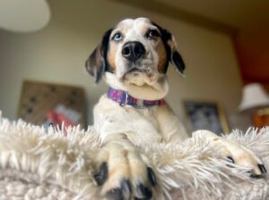 North Atlanta Pet Care