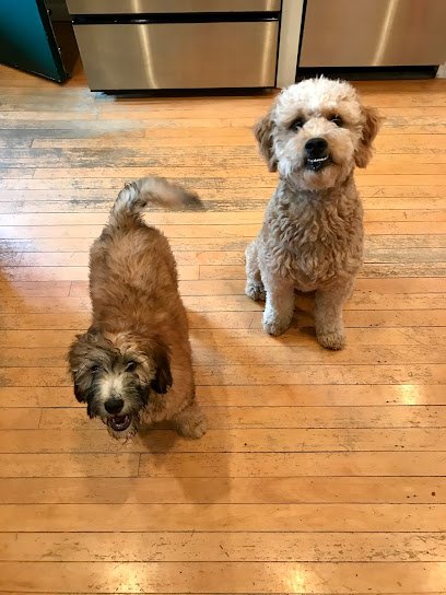 Lakeview Dogs