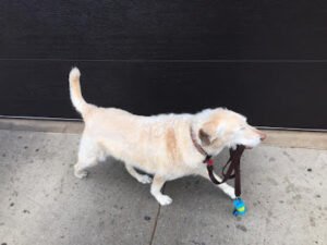A Dog’s Best Friend