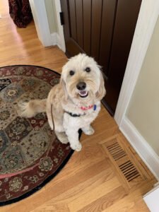 Pampered Pets