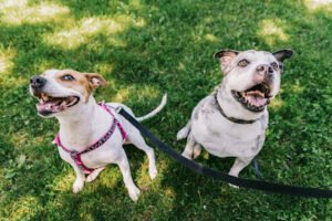 Simply Pets – Fox Valley Dog Walking