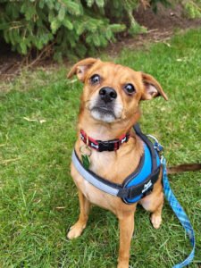 Kat’s dog walking and pet sitting of Lake County