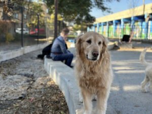 Dog Day Afternoon