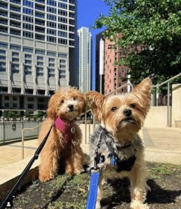 woof point walkers