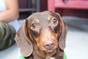 Paw Pals LLC